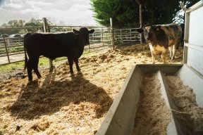 Picture: /imgresize/w288/blog-files/blog/42/080--bw-feeds---6thoctober2020---photo-by-ash-mills.jpg