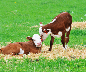 Picture: /imgresize/w288/blog-files/blog/44/6-6.png