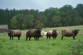 Sheep and livestock feed produced on your farm with B&W Feed mobile mill and mix